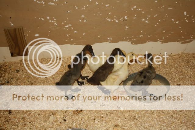 duckhouse009.jpg