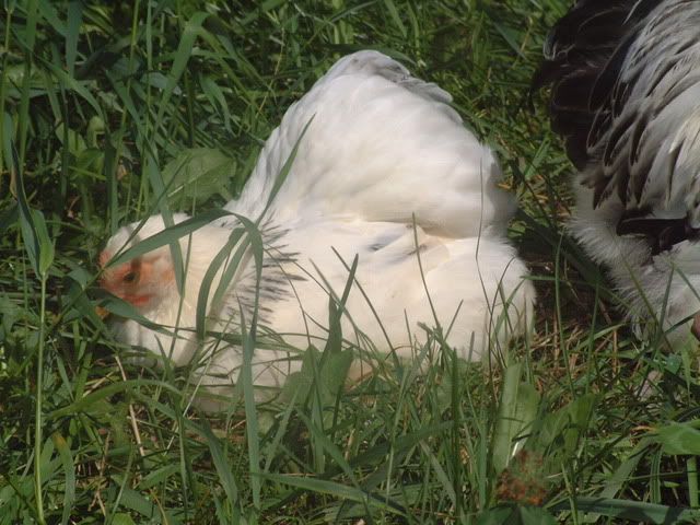 July2010169.jpg
