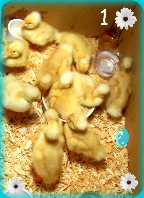 duckies01.jpg