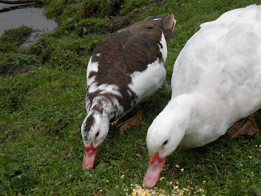 DSCN5431.JPG