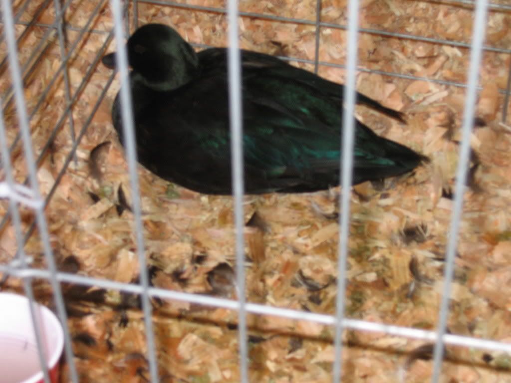 IMG_1099.jpg
