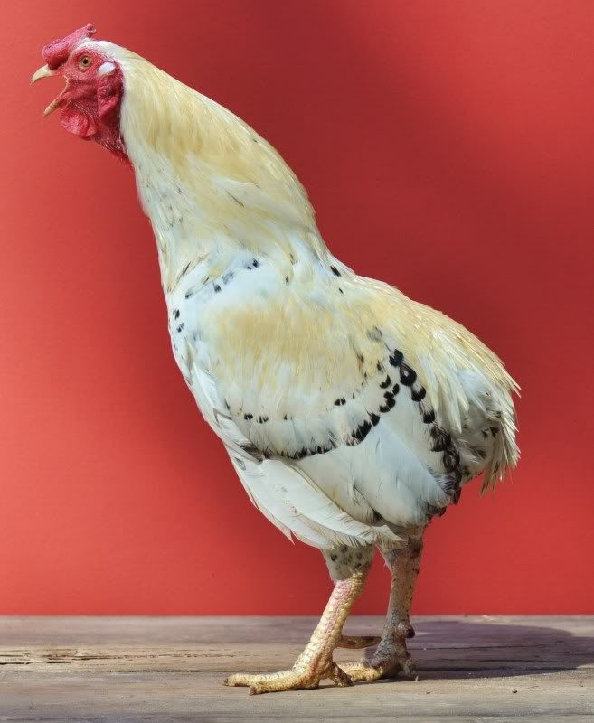 McGrawrooster.jpg