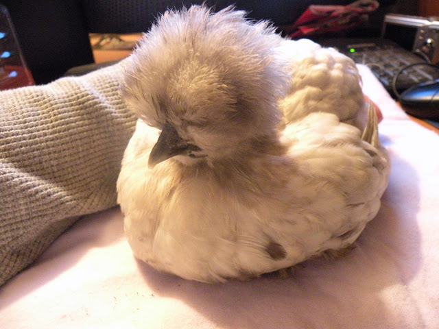 DSCN5088.JPG
