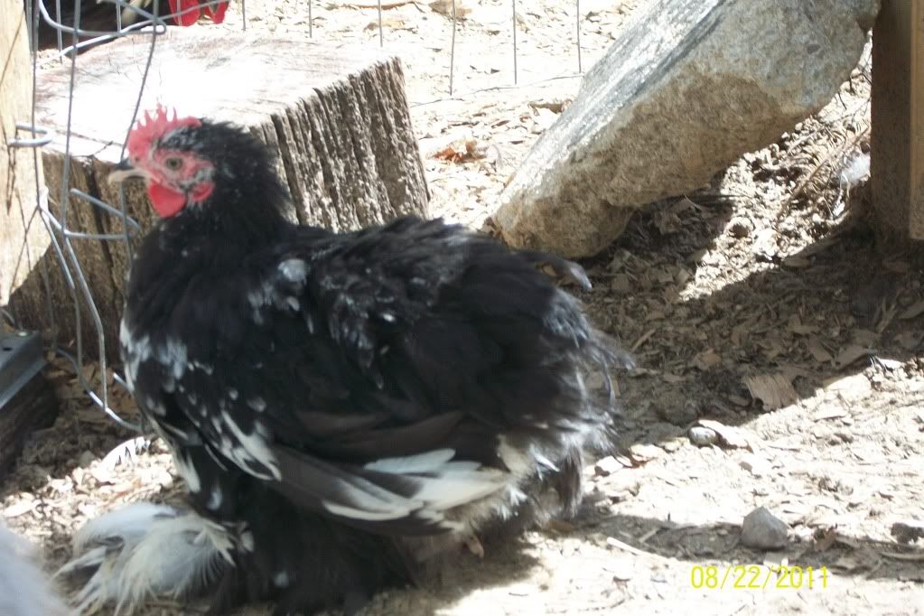 newchickensatmoms235.jpg