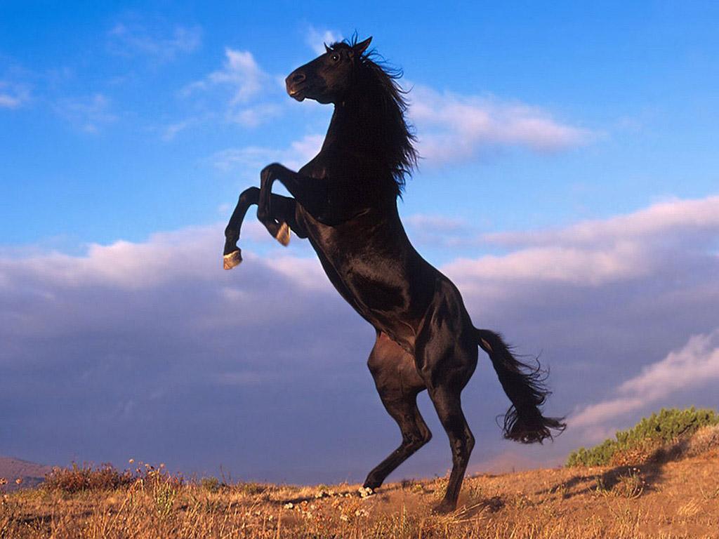 horse-10.jpg