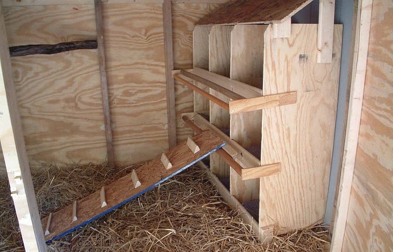 roosting-chicken.jpg