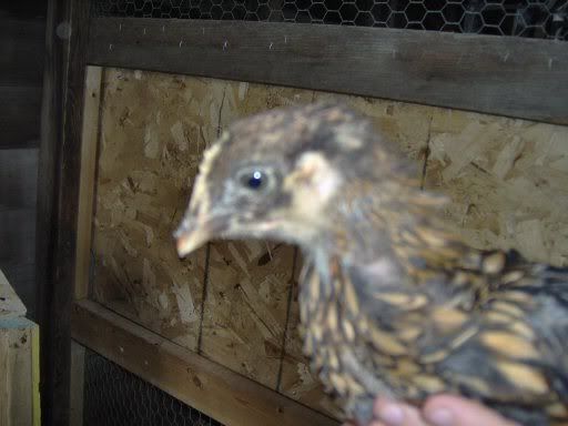 animals083.jpg