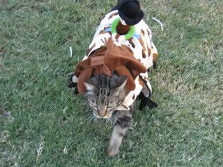 Kobeshalloweencostume010.jpg