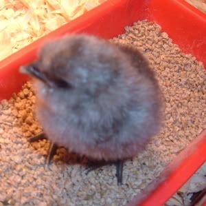chick3.jpg