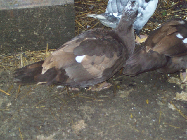 100_4753.JPG
