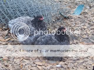 Chickens037.jpg