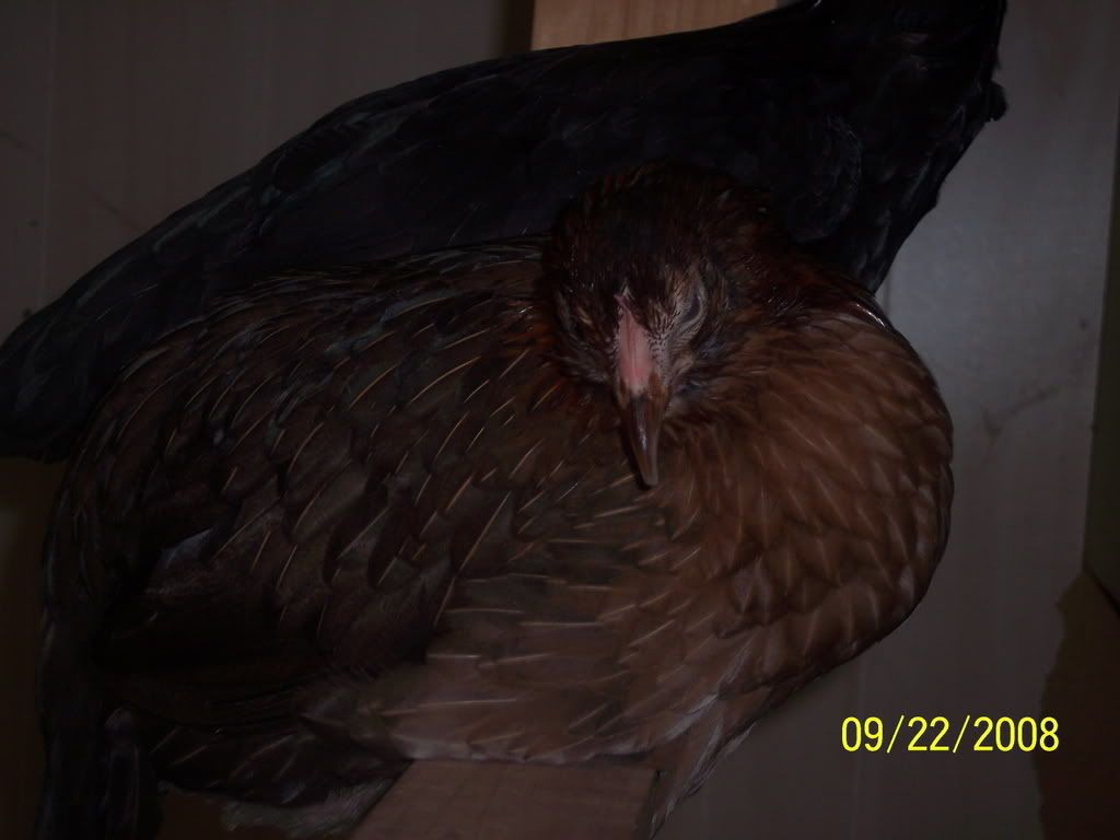 Picture179.jpg