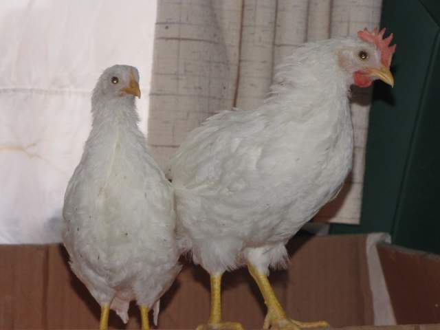 800x600px-LL-975ab189_leghorn-14174-359467.jpeg