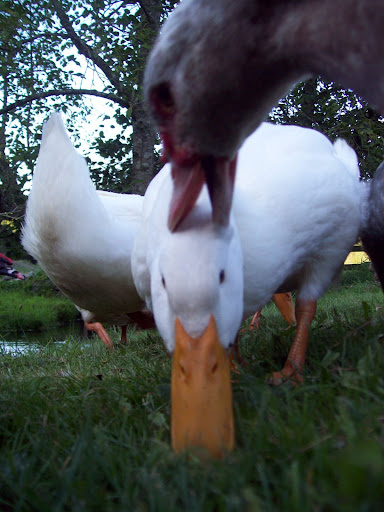 100_4417.JPG