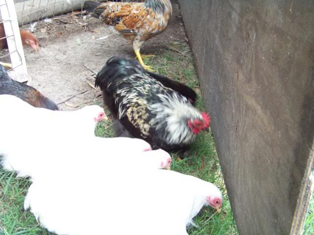 Bantamcochins001.jpg