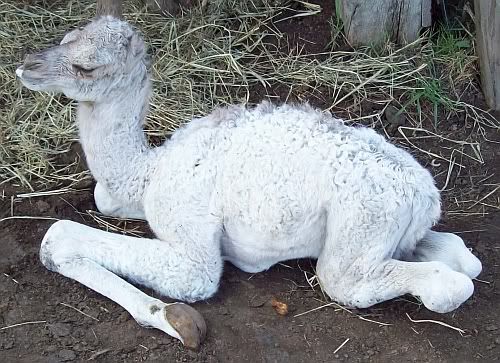 wcamel2.jpg