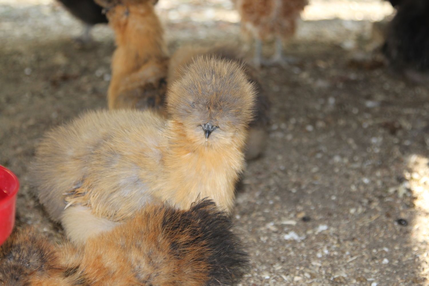 900x600px-LL-85dd5b3d_Chickens334.jpeg