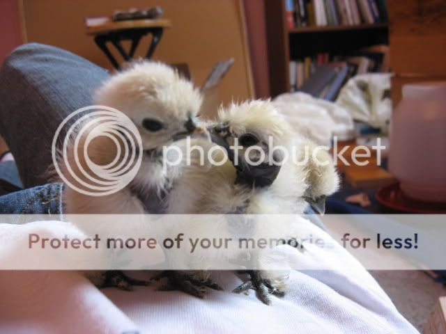 morechicks018.jpg