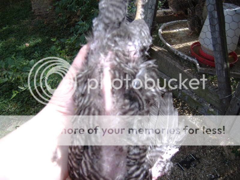 PoultryShows025.jpg