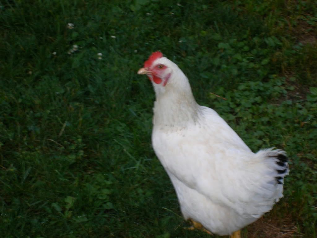 DSCF1501.jpg