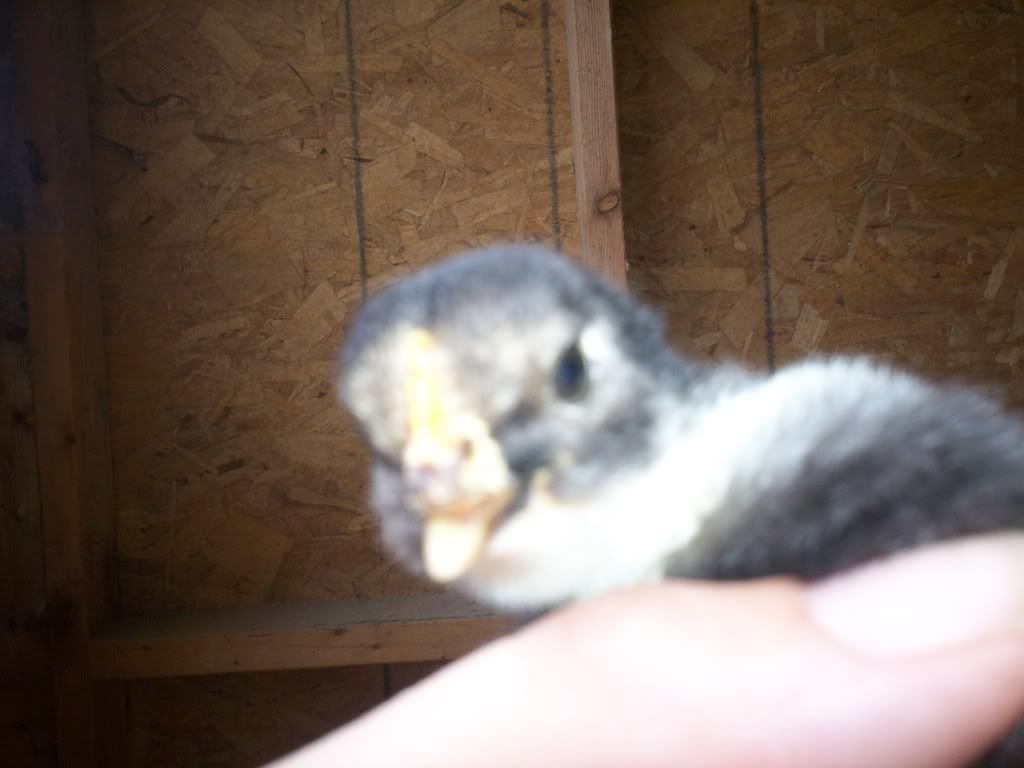 100_2953.jpg