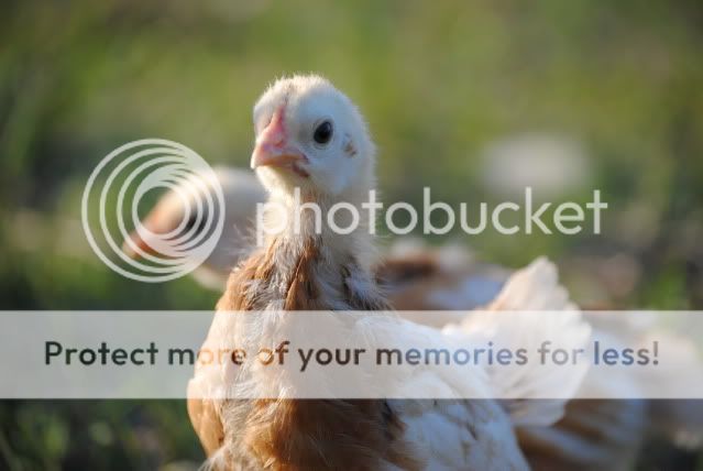 chicks2.jpg