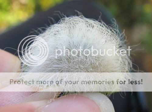 babyTribble.jpg
