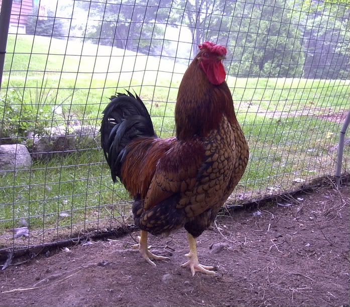 Farm2008009-1.jpg