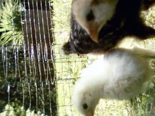 Bostonandchickens023.jpg