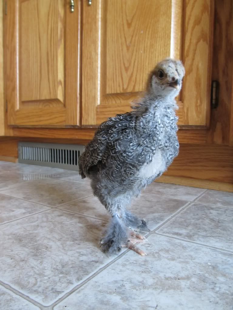 Chicken061.jpg