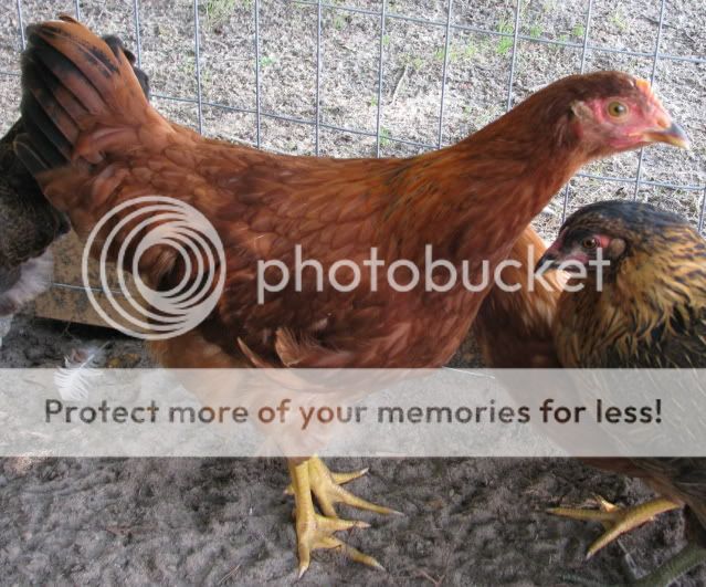 chick2.jpg
