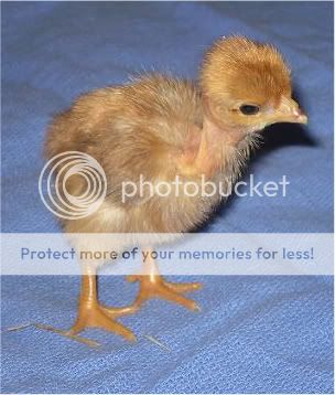 Polly-1.jpg