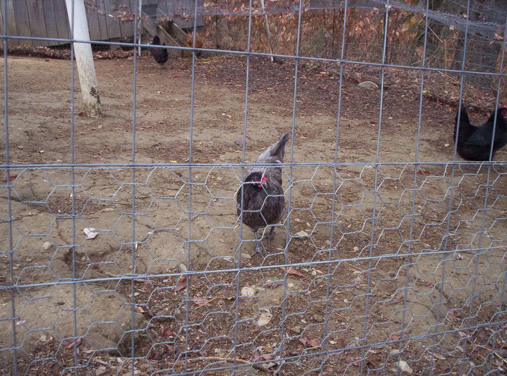 bluehen3.jpg