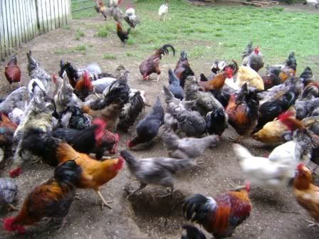 feedingfrenzy.jpg