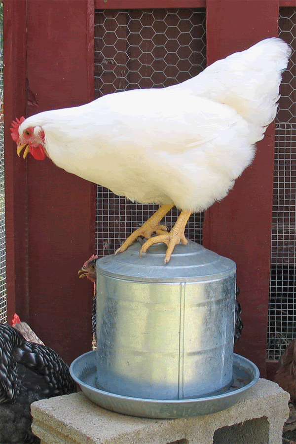 web-LuLu-on-waterer.gif