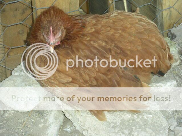 lovinchickin012.jpg