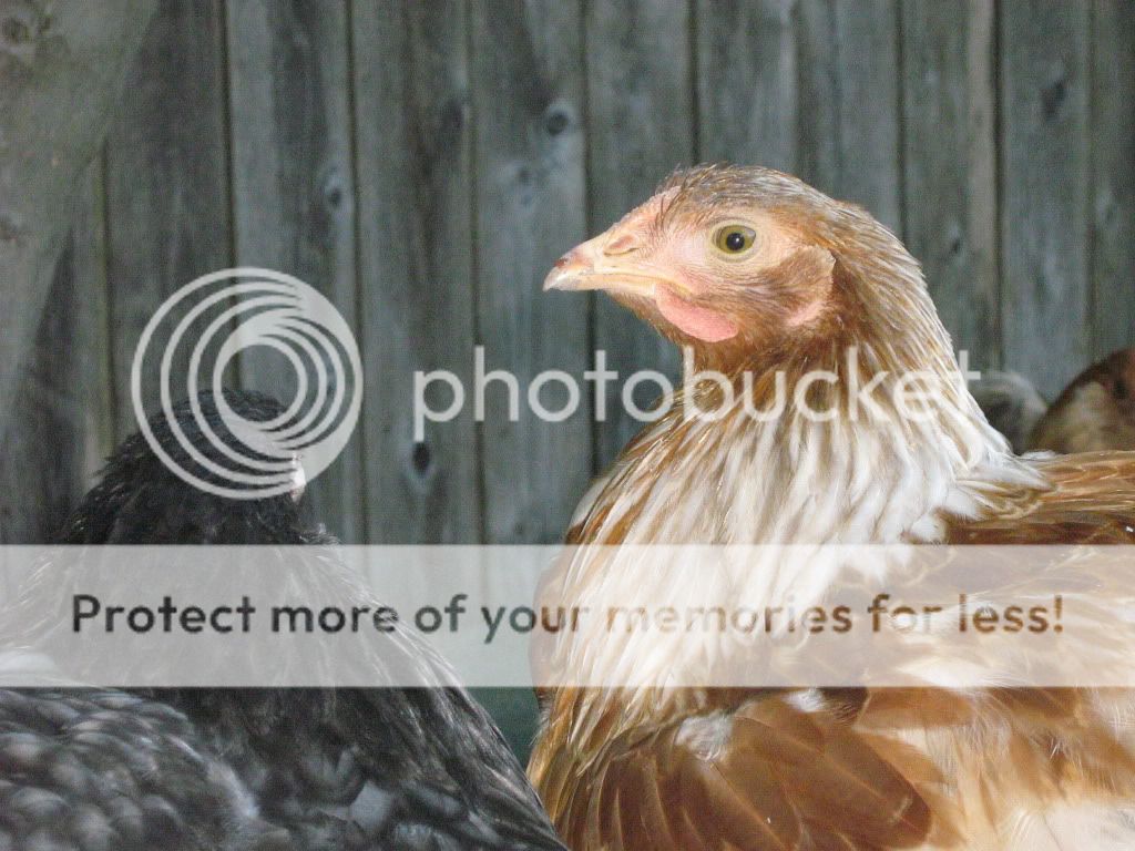 NewChickensAugust8th2010066.jpg