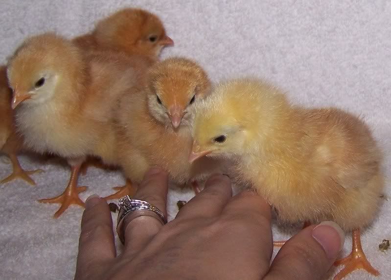 IDChicks020.jpg