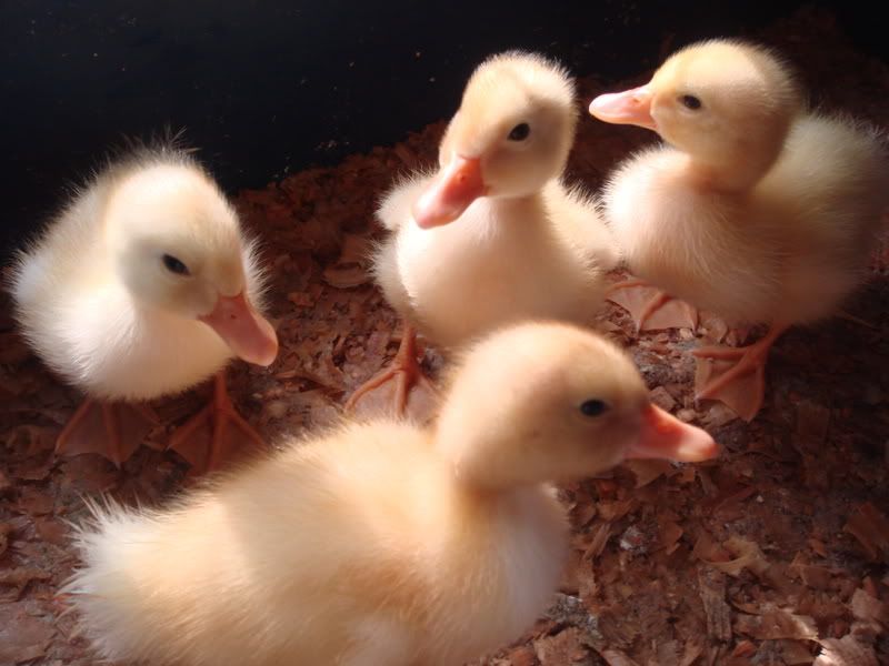 Ducklings007.jpg