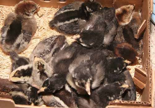 2009AprilChicksbiggerboxtoshare.jpg