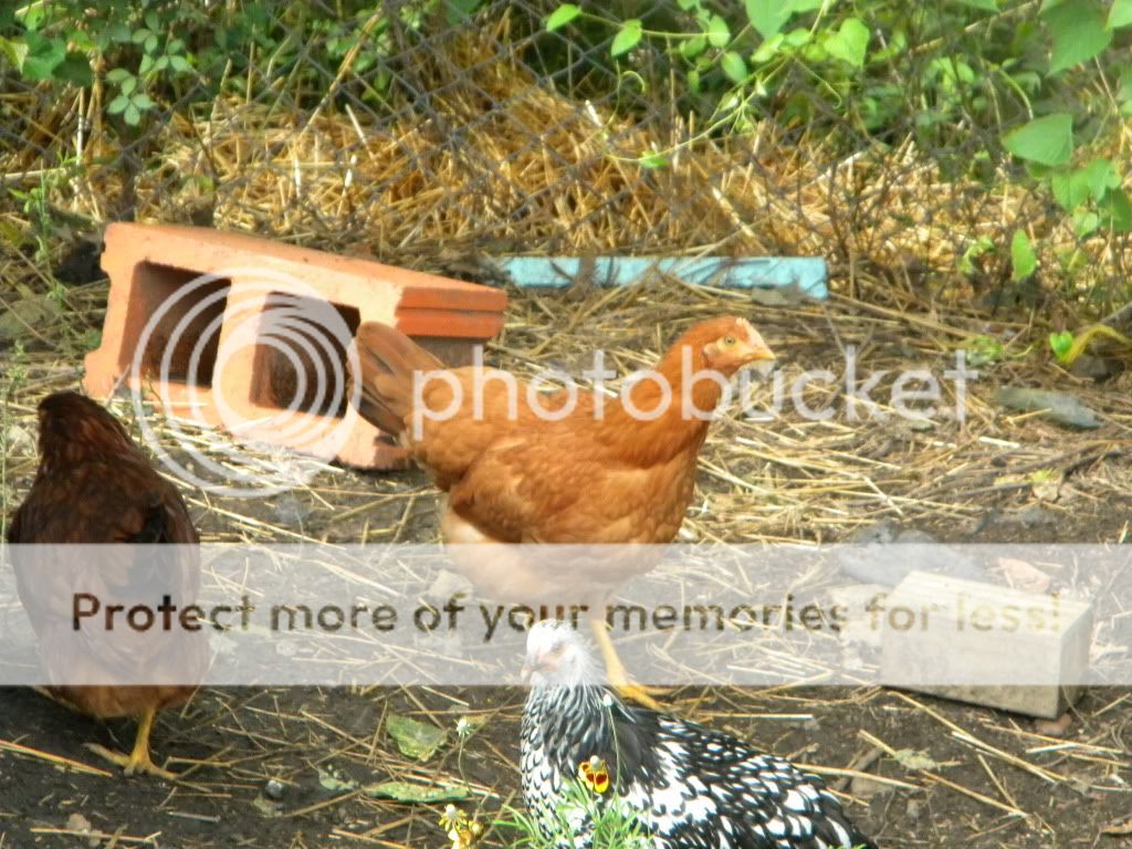 DSCN7562.jpg