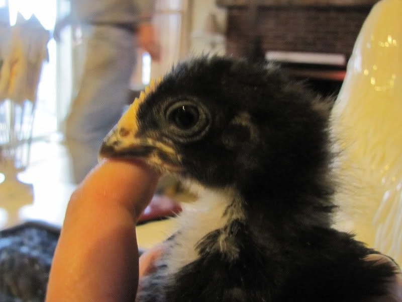 home2011March021.jpg