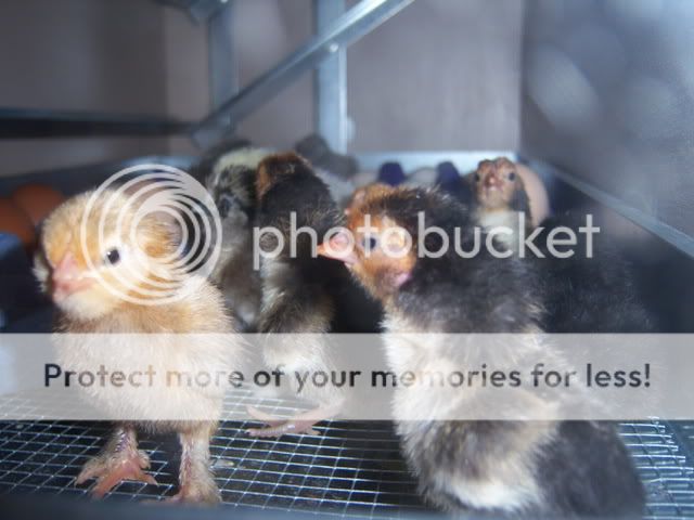 babychicks1-31-09043.jpg