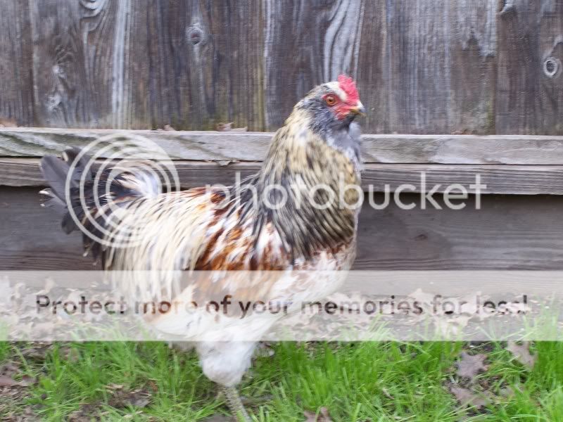 AmeraucanRoosters-14.jpg