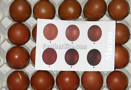 EggsColourChart.JPEG
