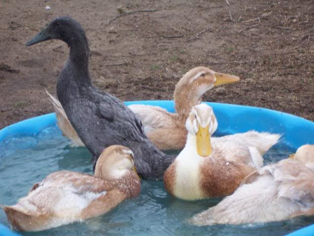 100_3793.jpg