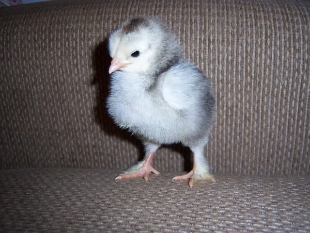 FuzzyButts037.jpg