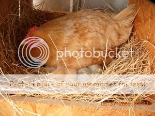 BroodyHatch001.jpg