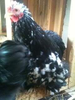 chicken1.jpg
