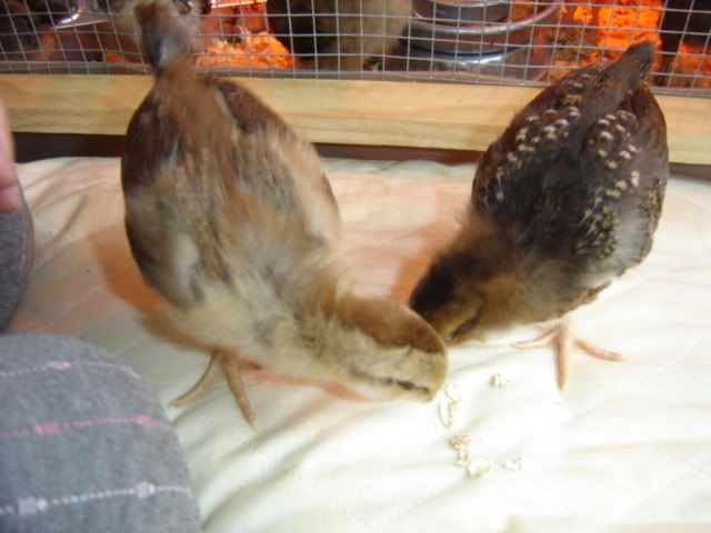 chicks034.jpg